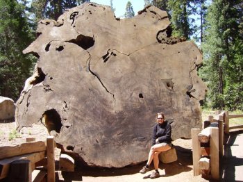 civilisations disparues ( toujours les géants) Coupe-de-sequoia1